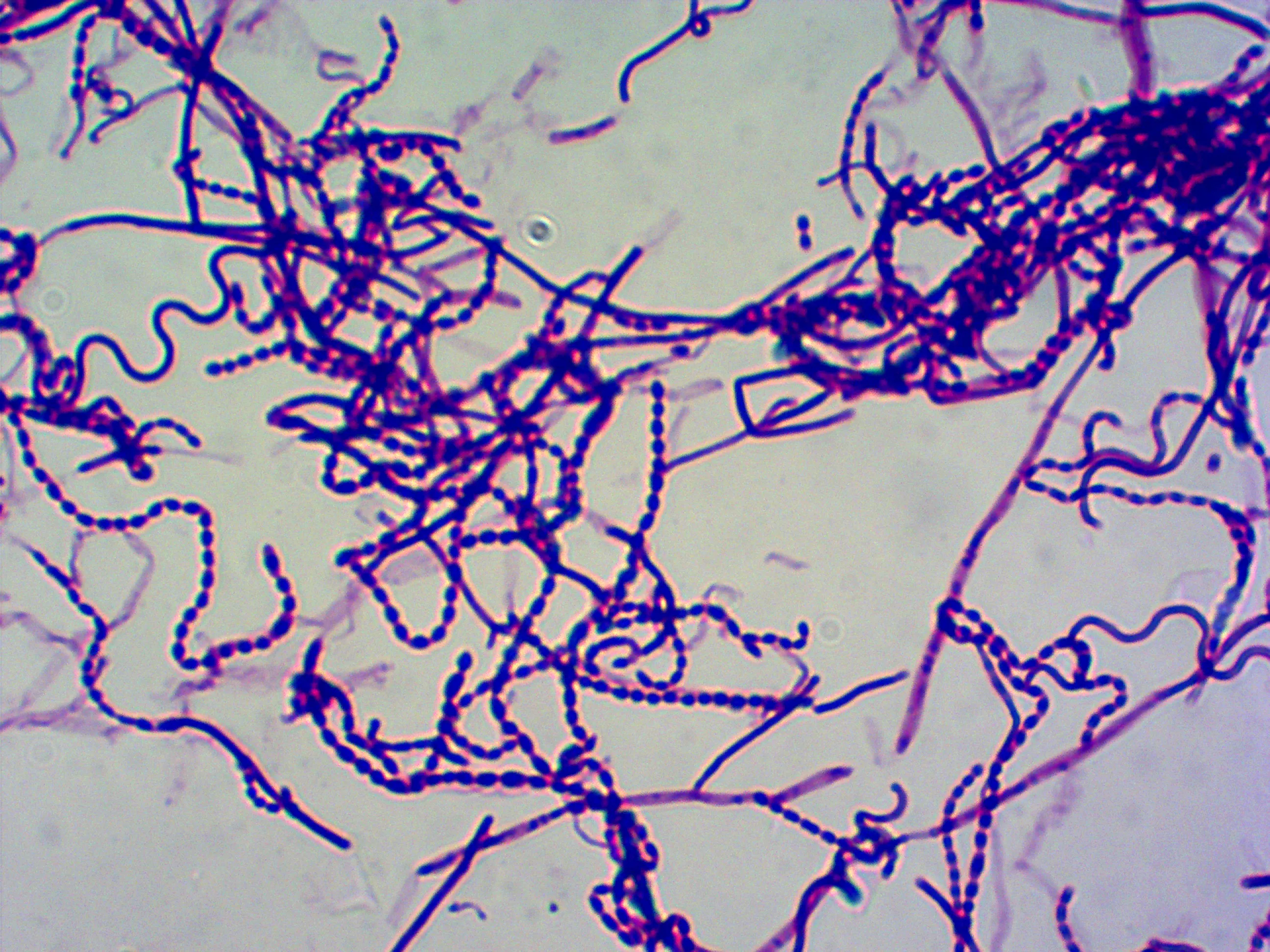 Medical Research Higher Education Biology Teaching Microscope slides Microbiology  mixed slides 50 pieces