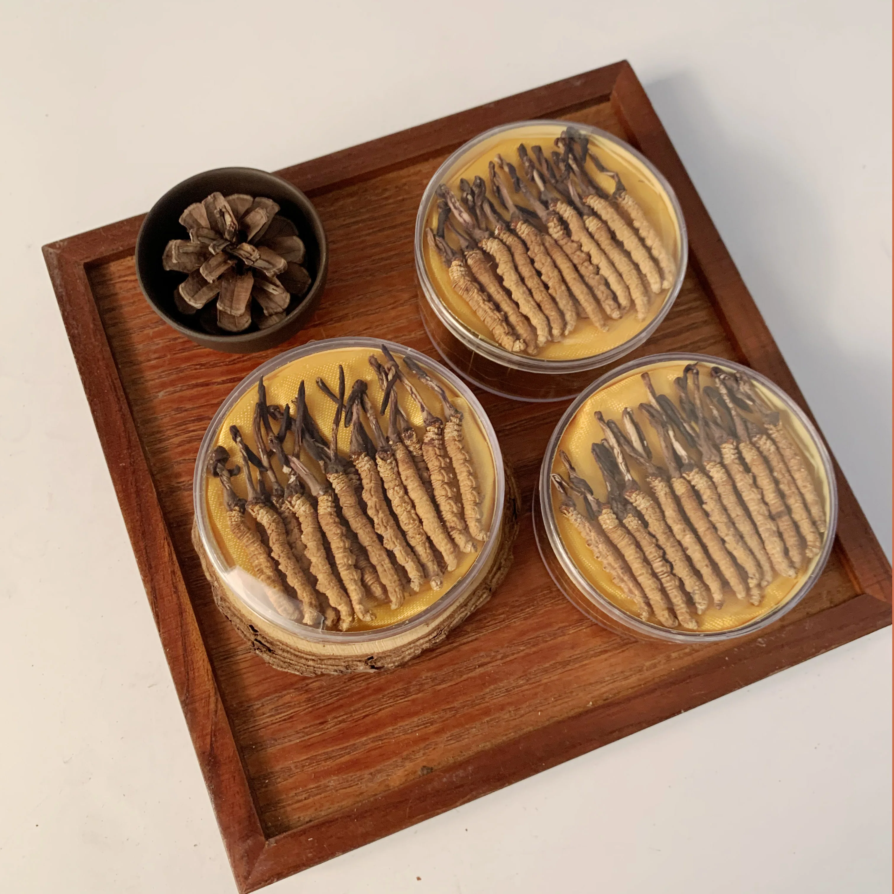 good price to buy king of  cordyceps sinensis militaris musroom 2000 pcs