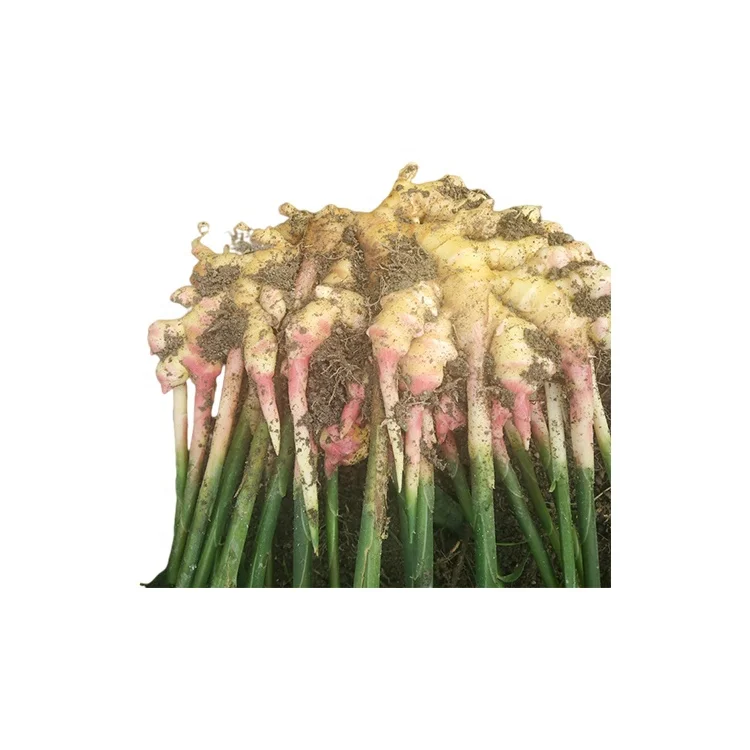 
Hot Selling Product Natural Agriculture Mature Crops Organic Food Fresh Ginger 