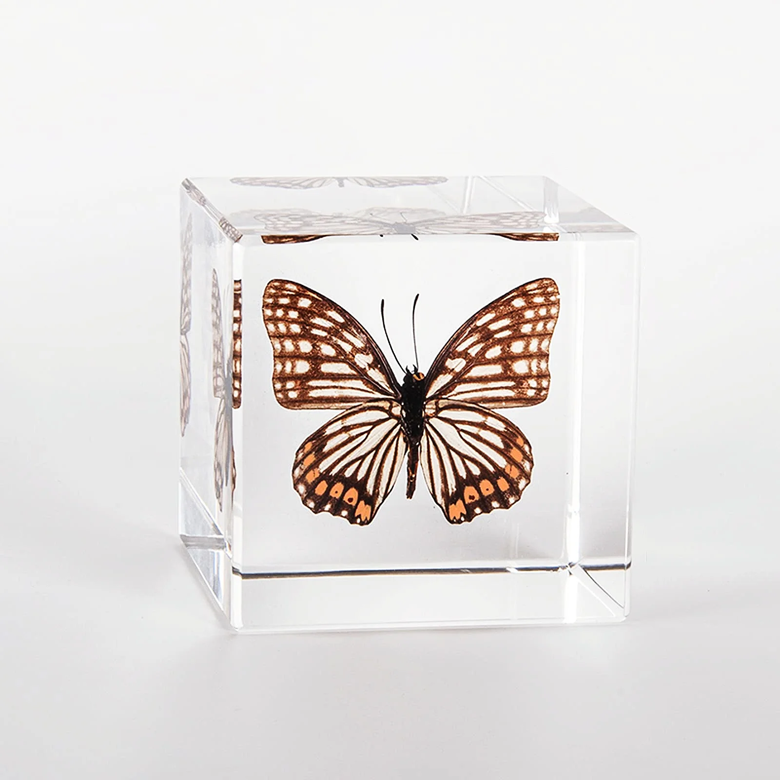 Handmade Acrylic Embedment Clear Cube Lucite Real Taxidermy Butterfly Specimen Paperweight Collection Display