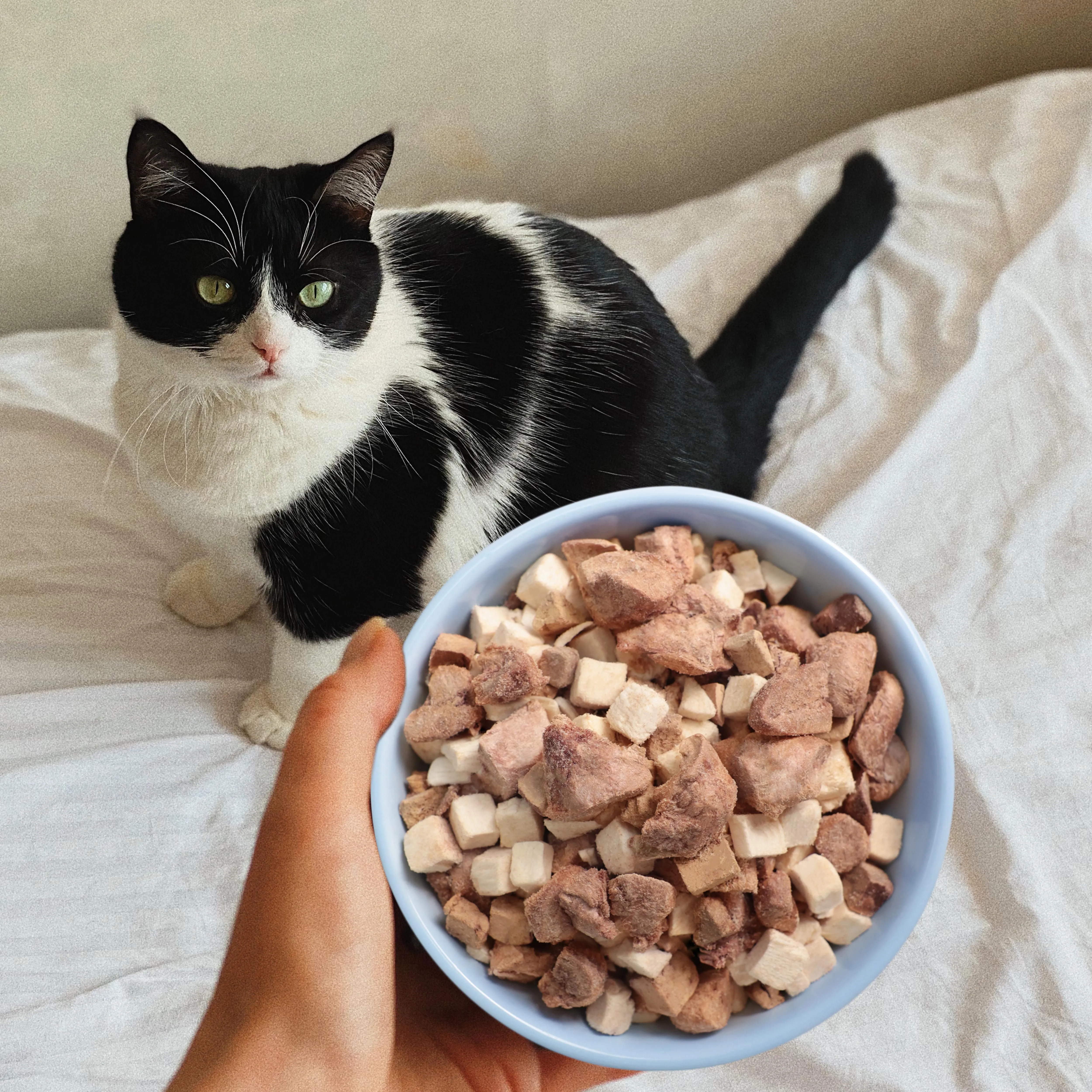 OEM ODM manufacturer raw cat food freeze dried Chicken hearts mix Chicken Liver  grain free cat treats