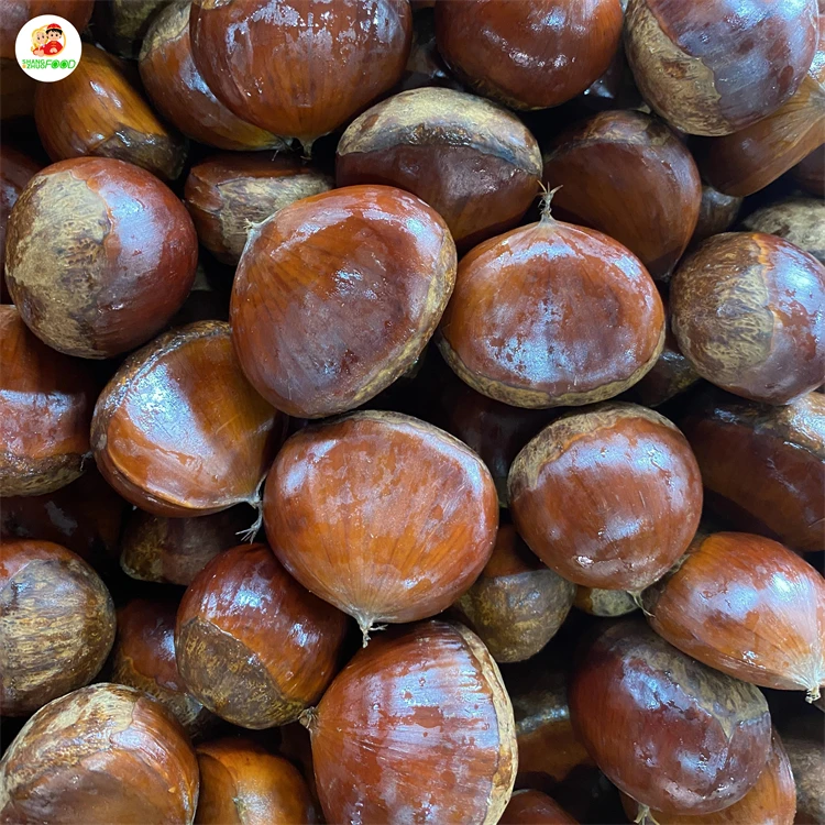 Factory Direct Supplier turkey chestnuts raw Fresh Chestnuts for sale