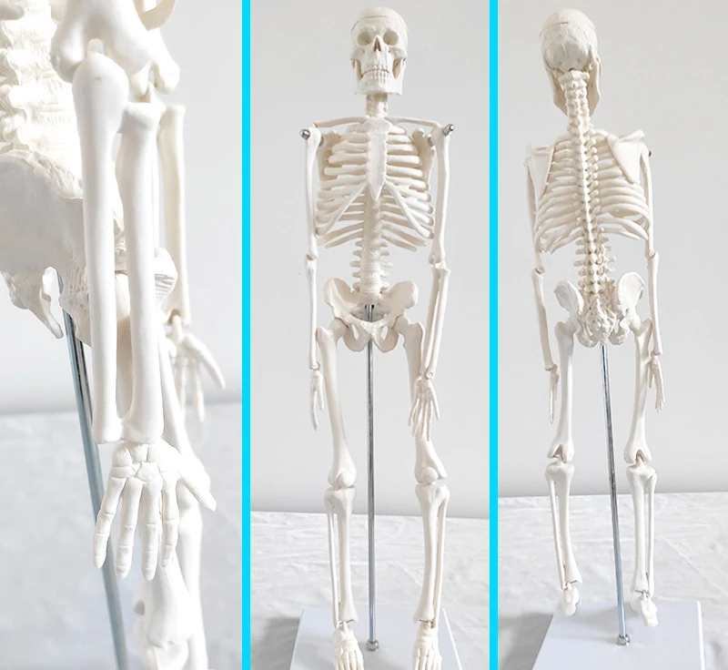 85 см ПВХ модель скелета медицинской анатомии человека Скелет пластиковая анатомическая