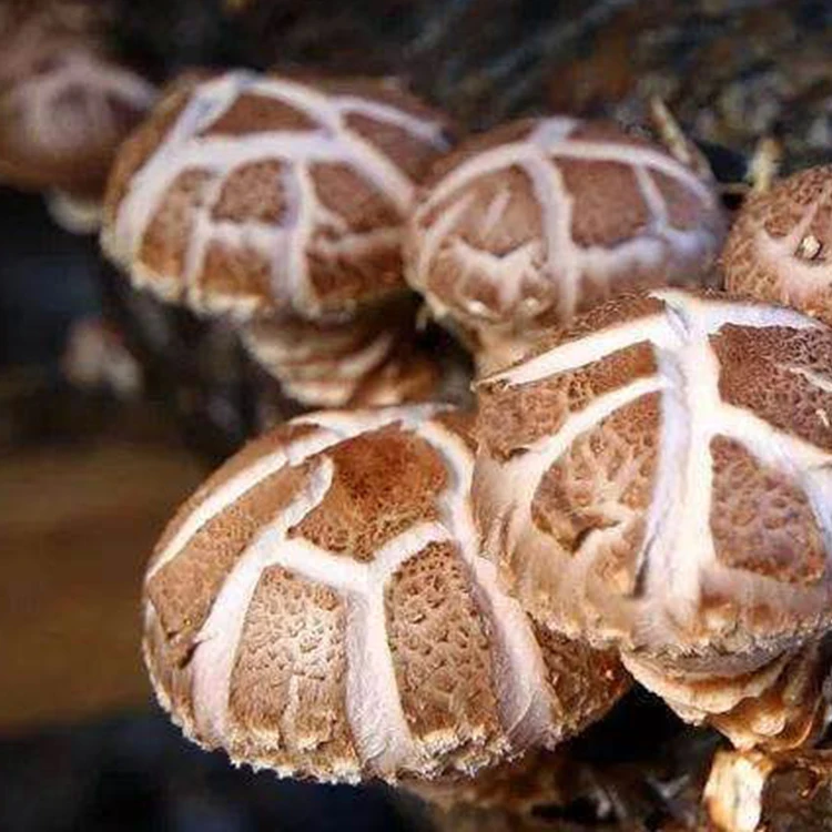 
Shiitake Mushroom Spawn Champignon Mushroom Seeds 
