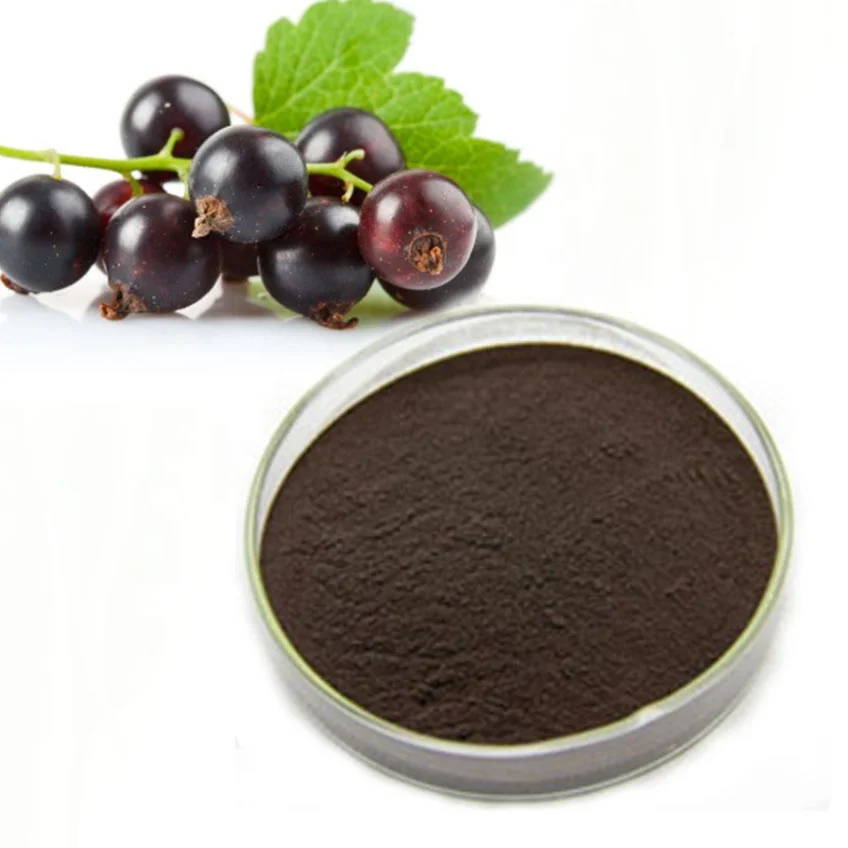 Ribes nigrum blackcurrant black currants black current extrat