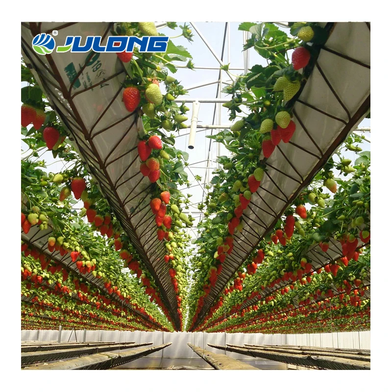 Poly Tunnel Low Cost Plastic Film Multi-span Agricultural Greenhouses With Vertical Farming System For Strawberry
