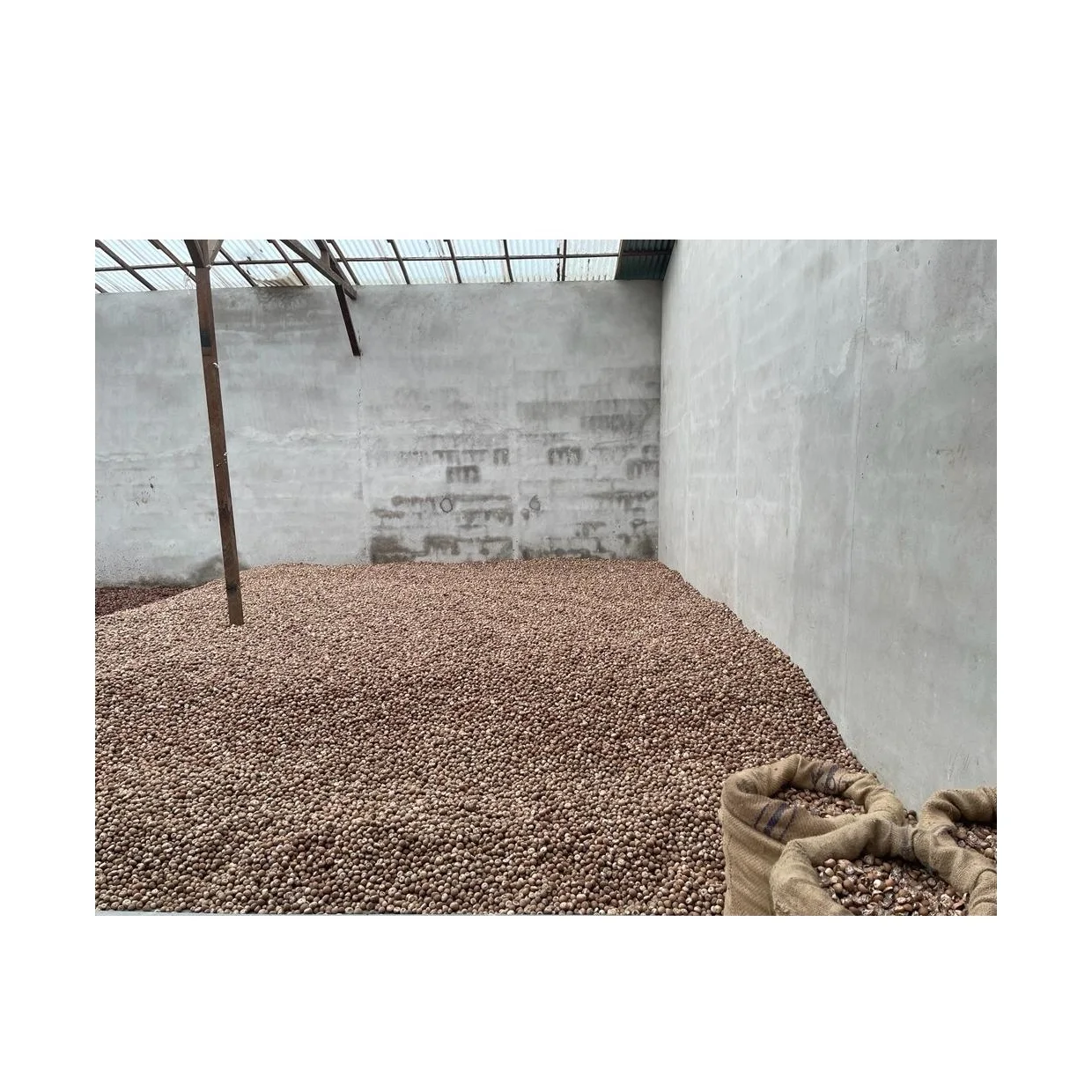 Best Selling 100 % Natural Brown Color Dried Betel Nut Hot Sale With High Quality Premium Grade Of Betel Nut Supply