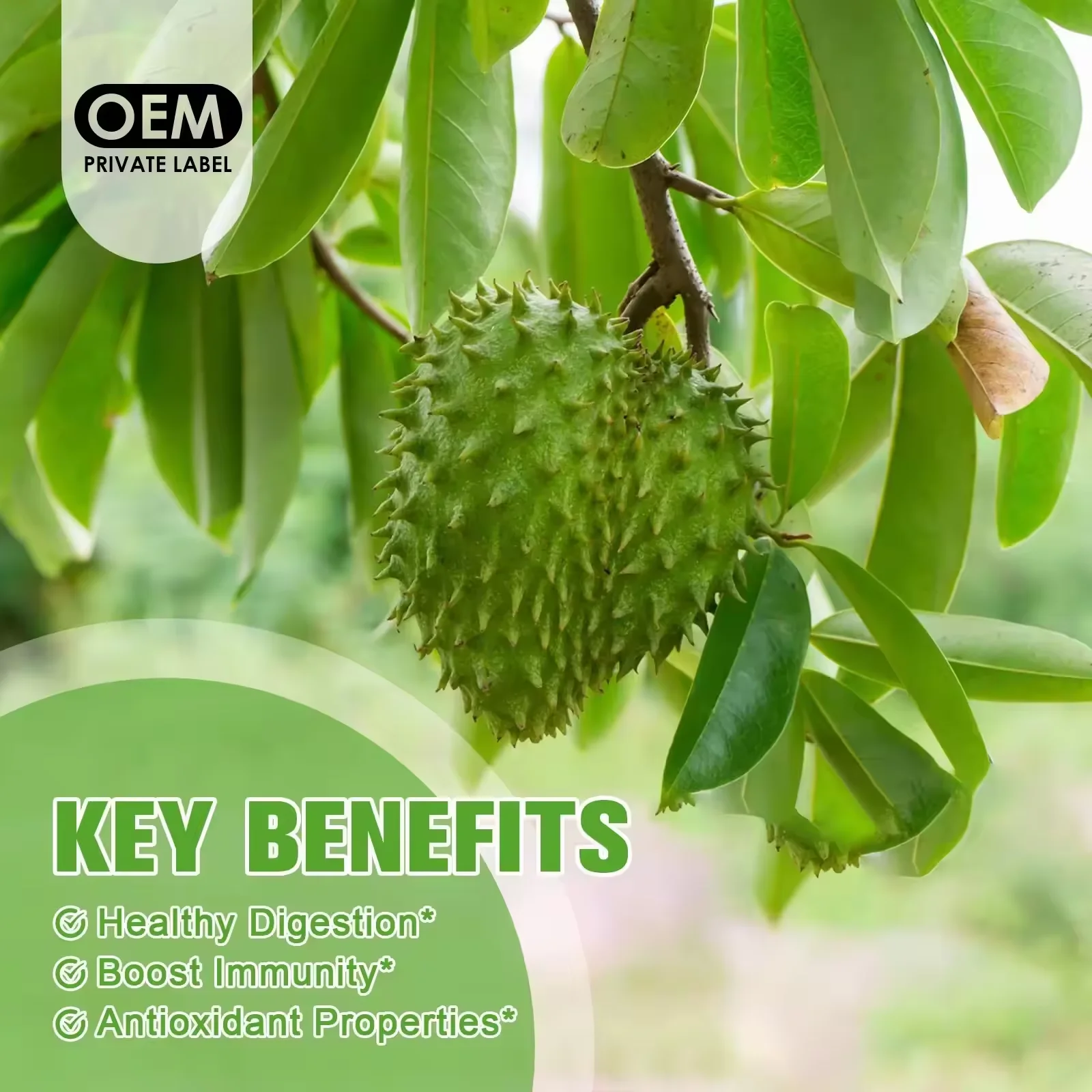 Organic Soursop Graviola Leaves Extract Supplement Organic  Graviola Leaf Gummies For Respiratory