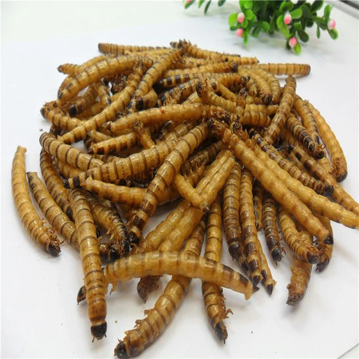 Guarantee quality dried superworms with high protein