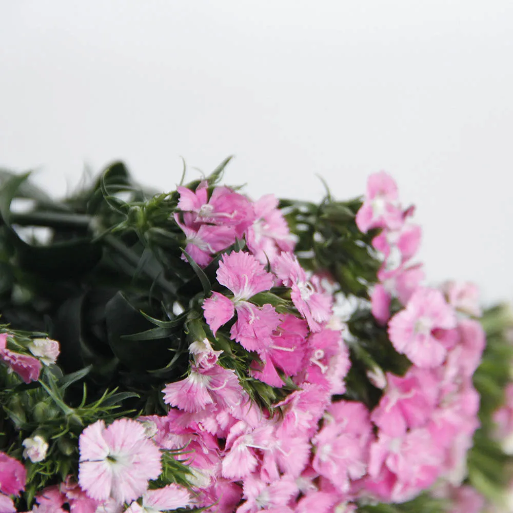 High quality Fresh Cut Flowers Barbatus ornamental plants From Kunming