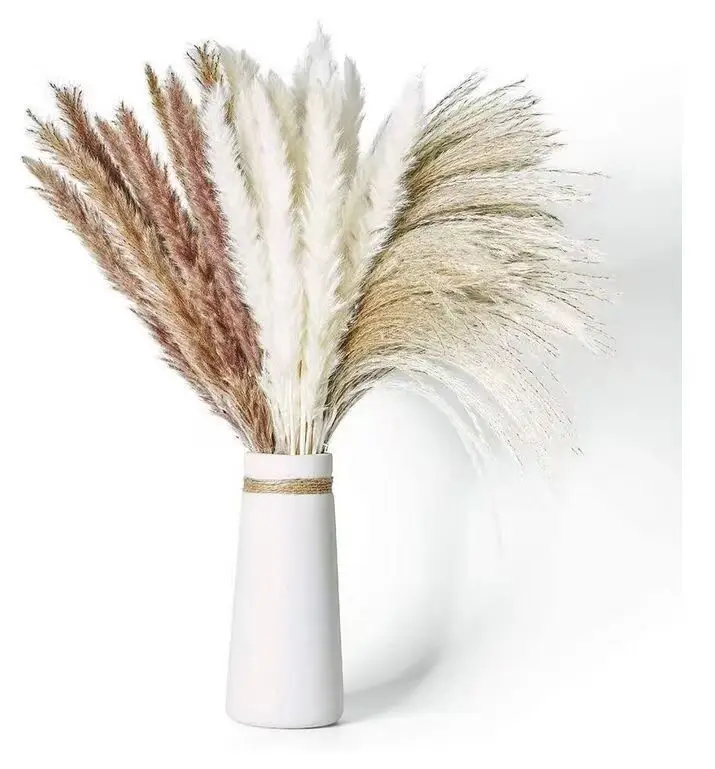 Manufacturers sell dried flowers, small reed dried flowers, cross-border Amazon pampas grass