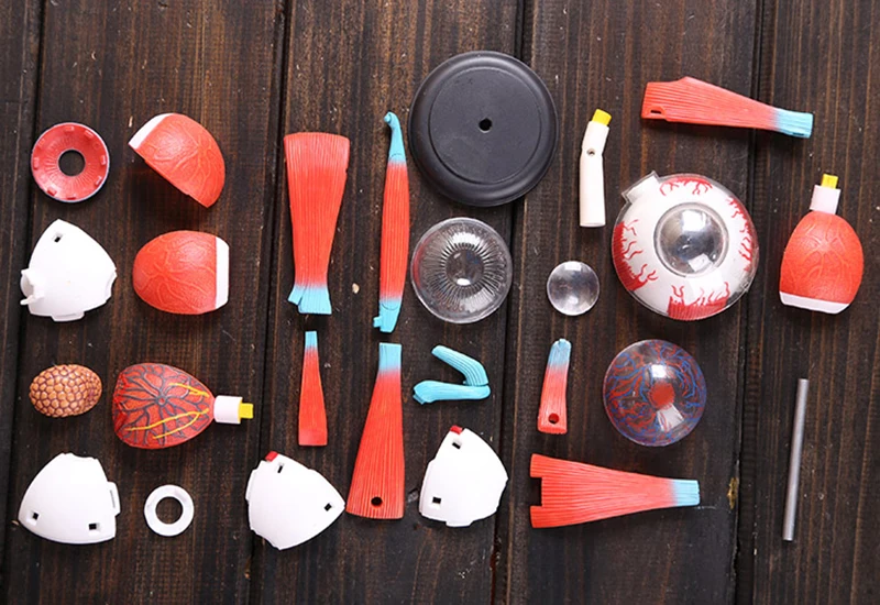 4D MASTER 32 Parts Human Eye Anatomy Model Puzzle Assembling DIY Toys