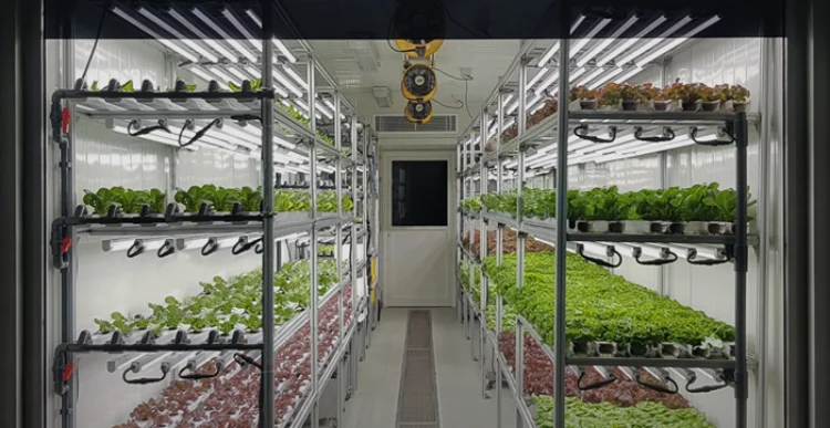 container plant (3).png
