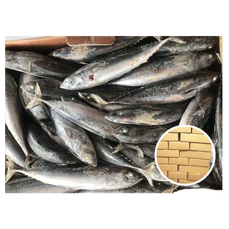 Frozen Bonito Tuna 150 200g For Philipines/Indonesia Market (60610705542)