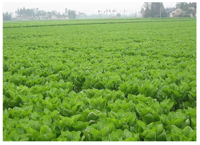 Manufacturer direct trichoderma harzianum selling powder downy mildew anthrax leaf mold gray spot
