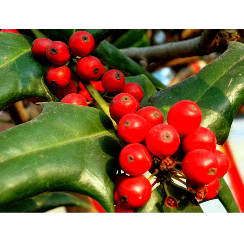 18 years flavours and fragrances company food grade holly liquid flavor for toothpaste mouthwash oral care products