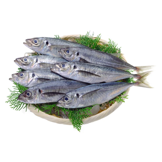 High quality good texture fresh mackerel fish frozen for sale