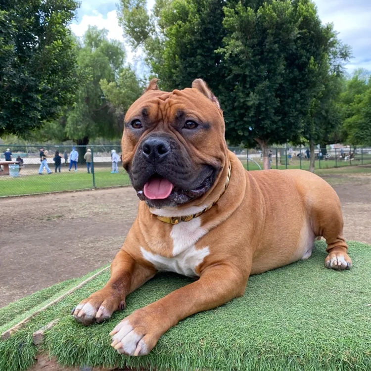 Pet Training Dog Chain luxury stainless steel metal pet collar cuban link gold dog chain with Buckle