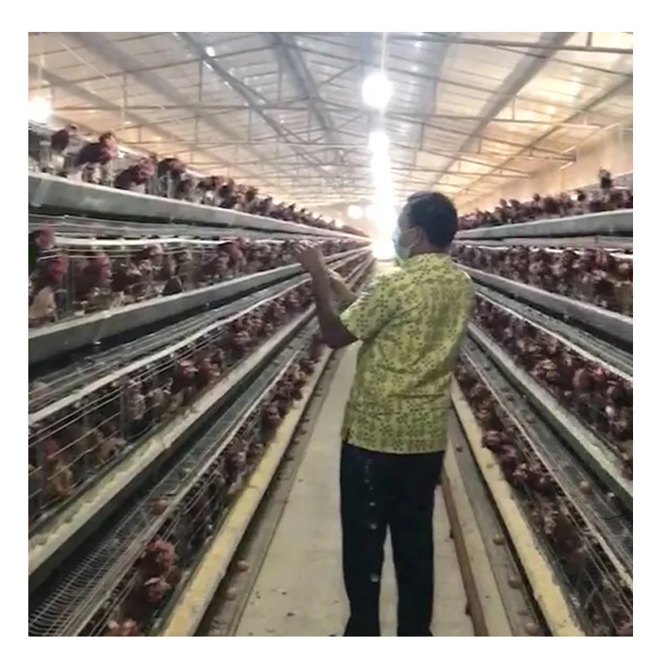 Слой Птицеводства откладки яиц клетка слоя Автоматическая куриных яиц клетка слоя