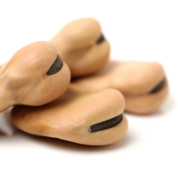 New Crop Fresh Dry Broad Beans