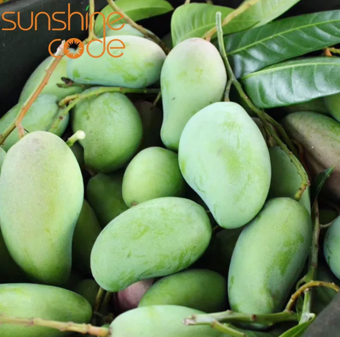 Sunshine Code fresh mangos from india green mango wholesale dubai mango importers
