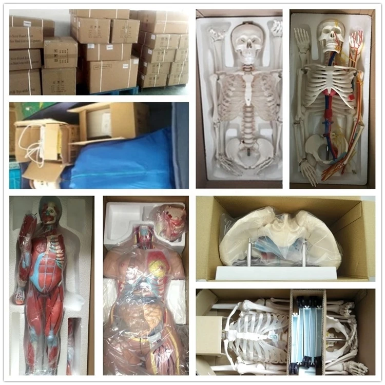 Заводской стандарт патологии для взрослых стоматологическая обучающая модель с кариесами