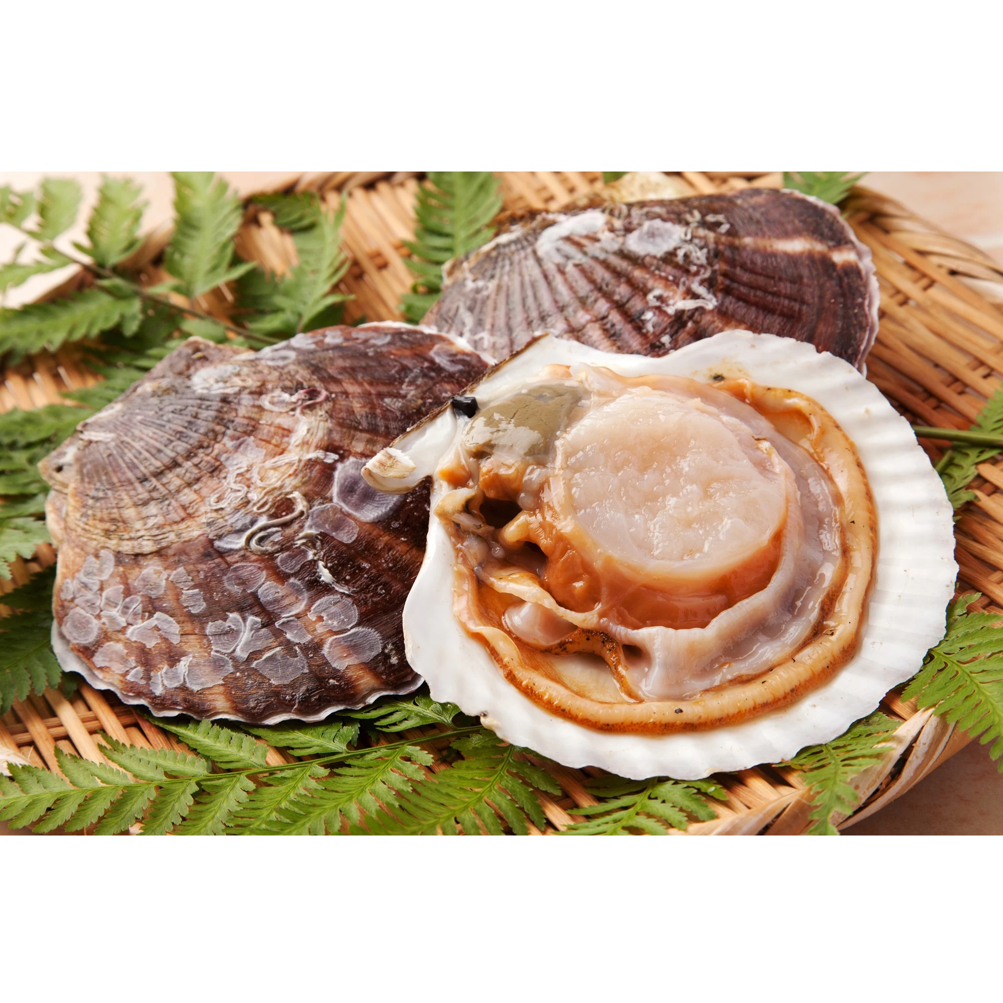 
Japanese Wholesale Scallops w/o Shell Snack Shells Scallop Seashell 