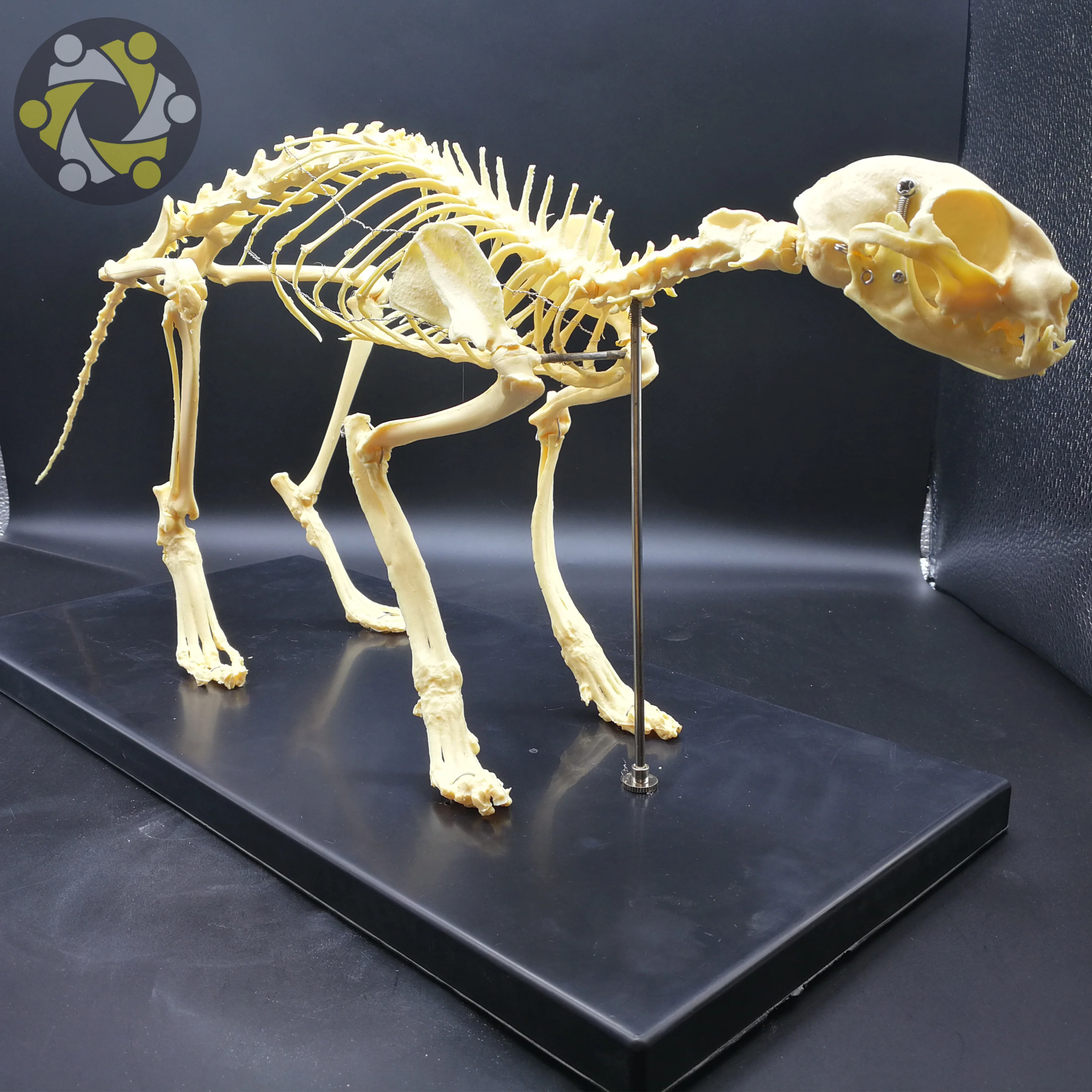 Medical Science Animal Canine Cat Skeleton Model for Medical Teaching