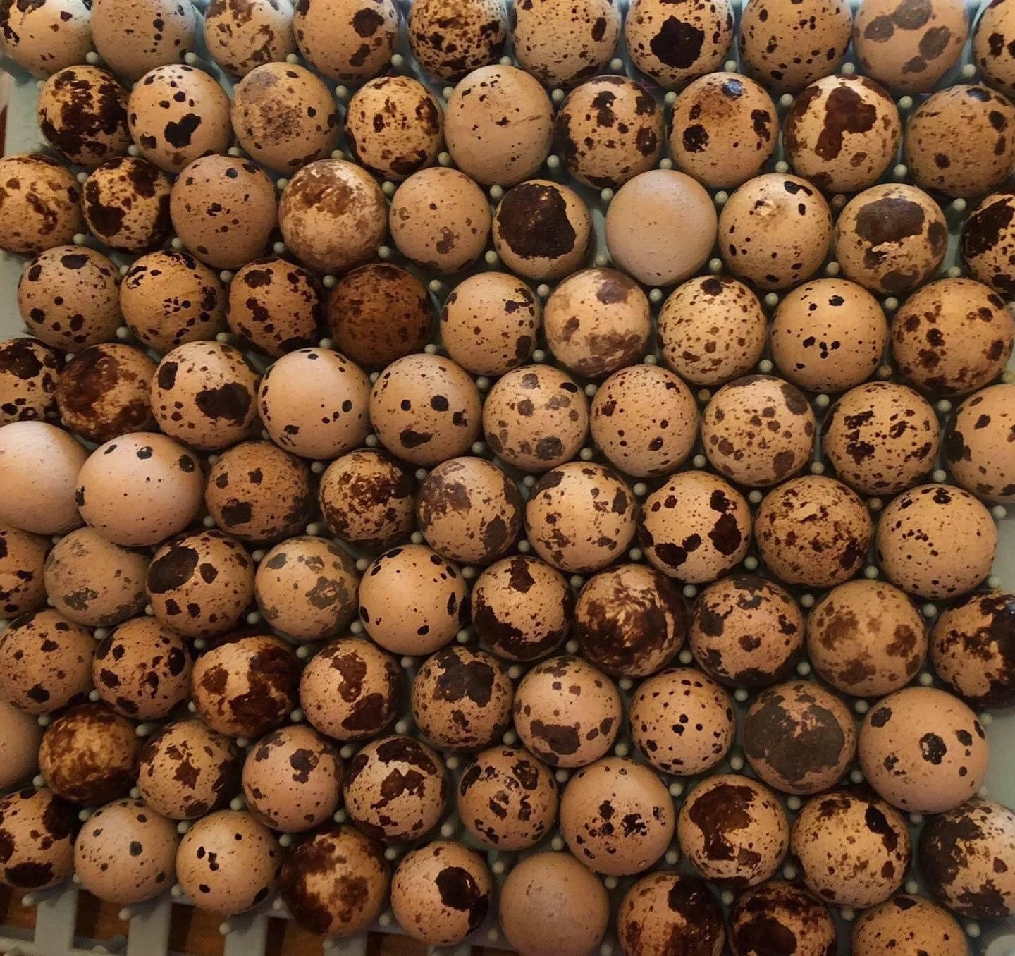 Premium Grade One Fertile Quail Eggs On Sale