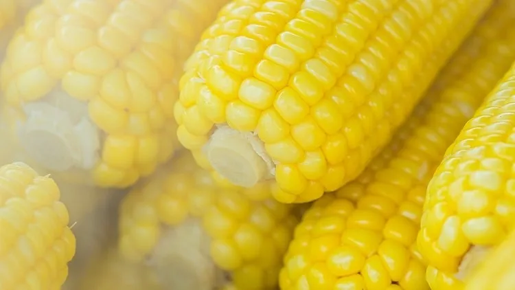 
New processing BBQ used frozen whole sweet corn 