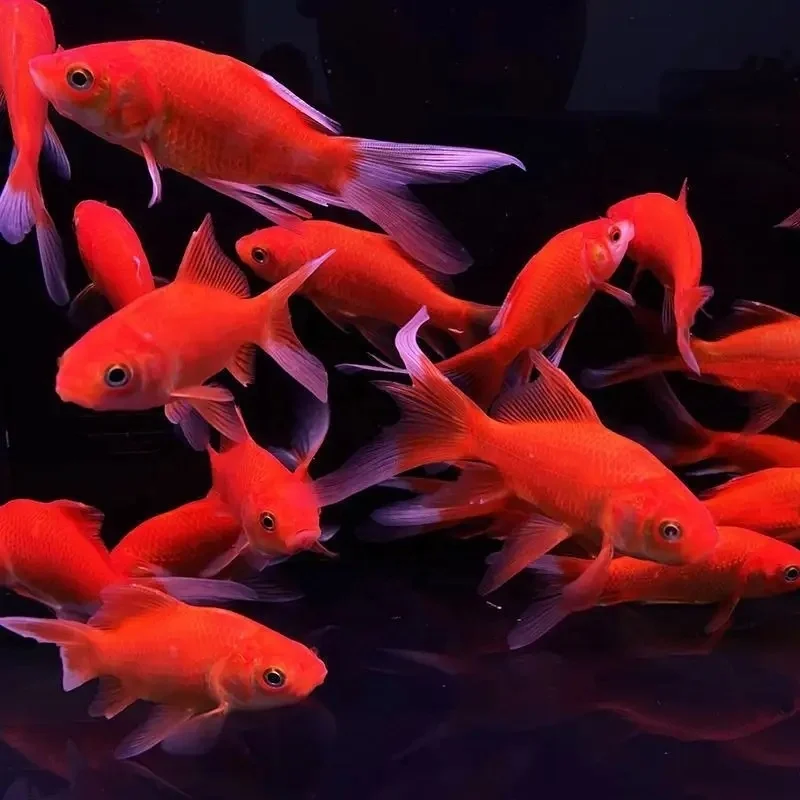 Growth-enhancing Factory wholesale Premix Feed Additives Dimethylpropiothetin DMPT 98% Cas 4337-33-1 For Aquarium fish