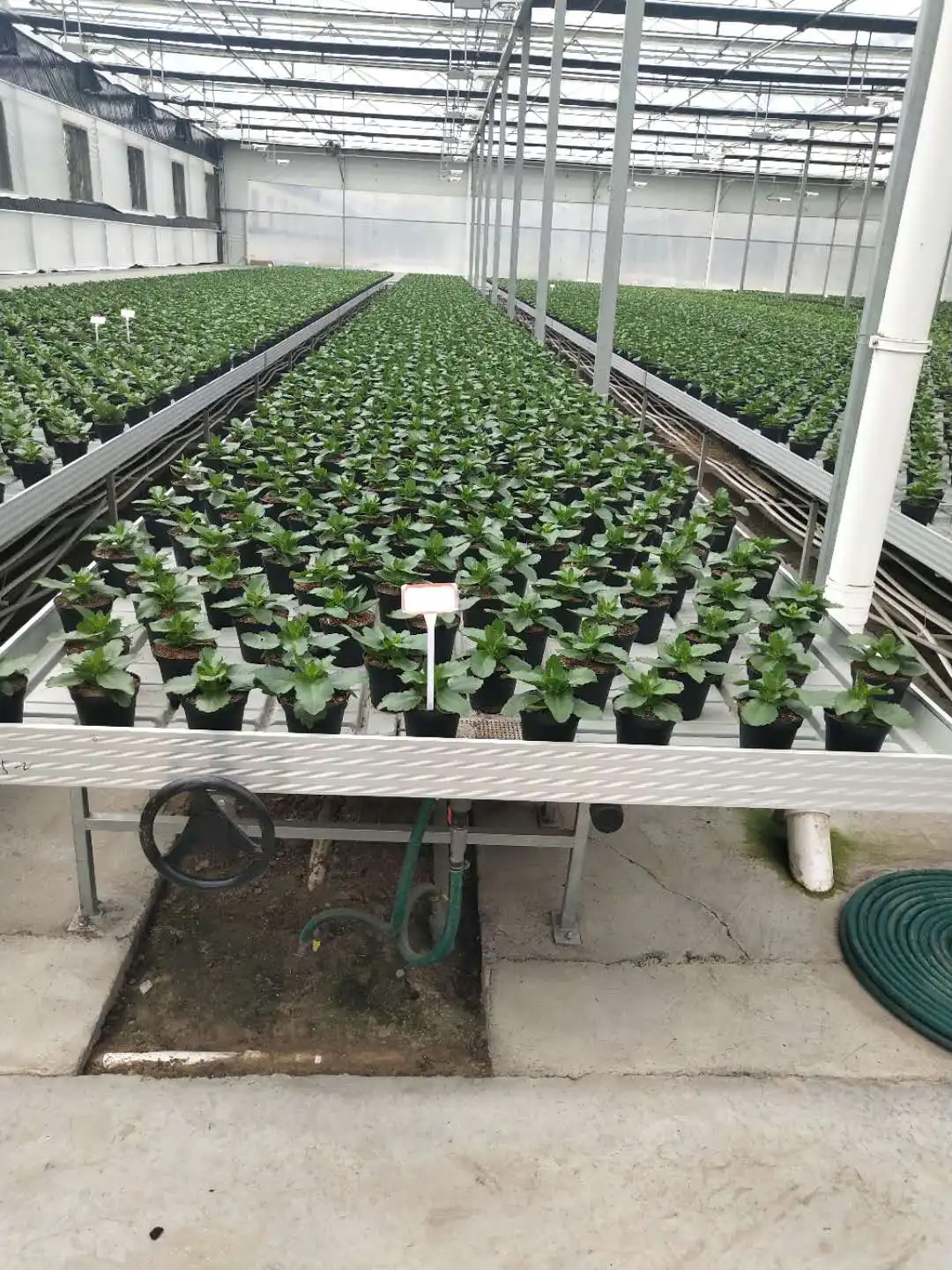 greenhouse rolling bench