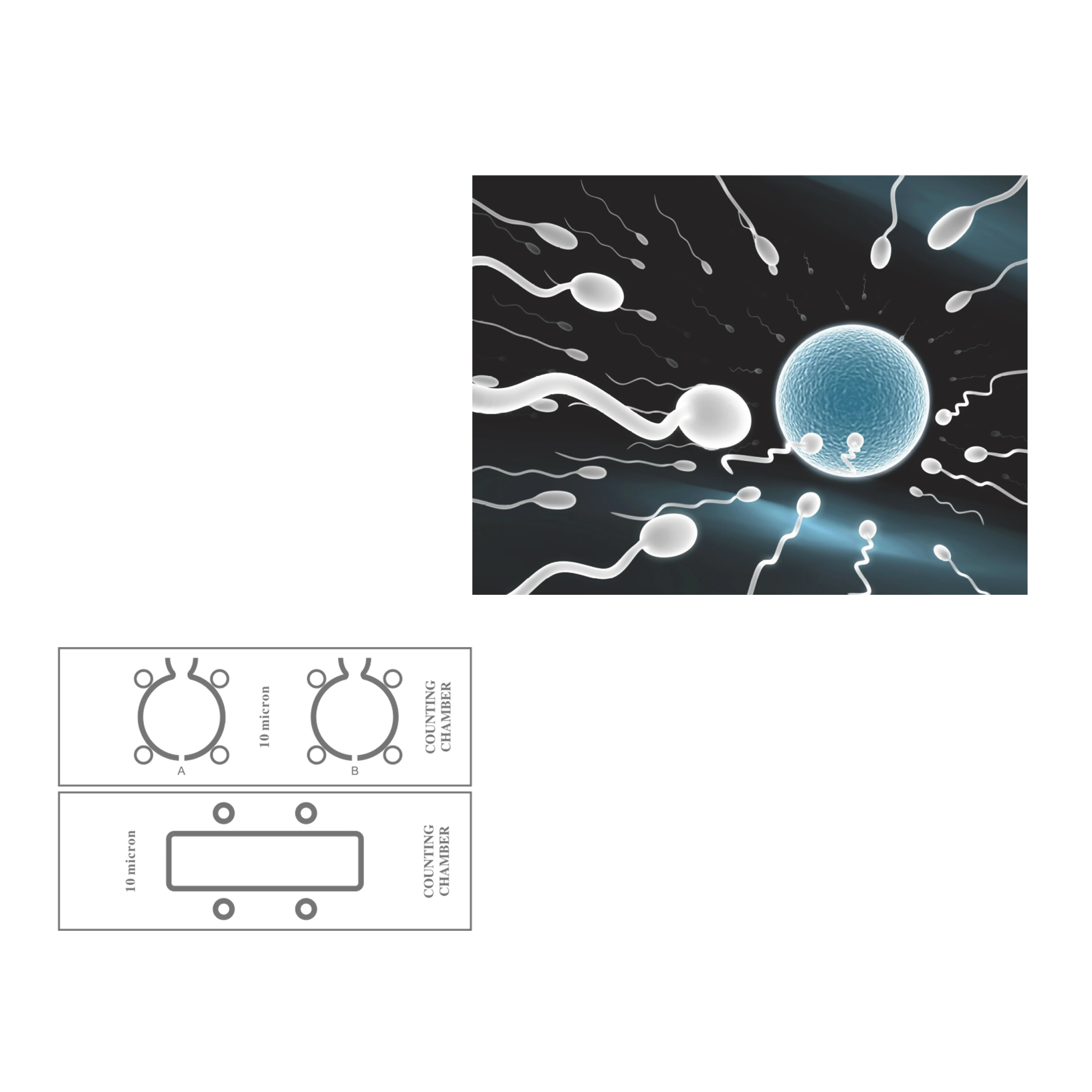 Durable using low price spermcount microscope slide