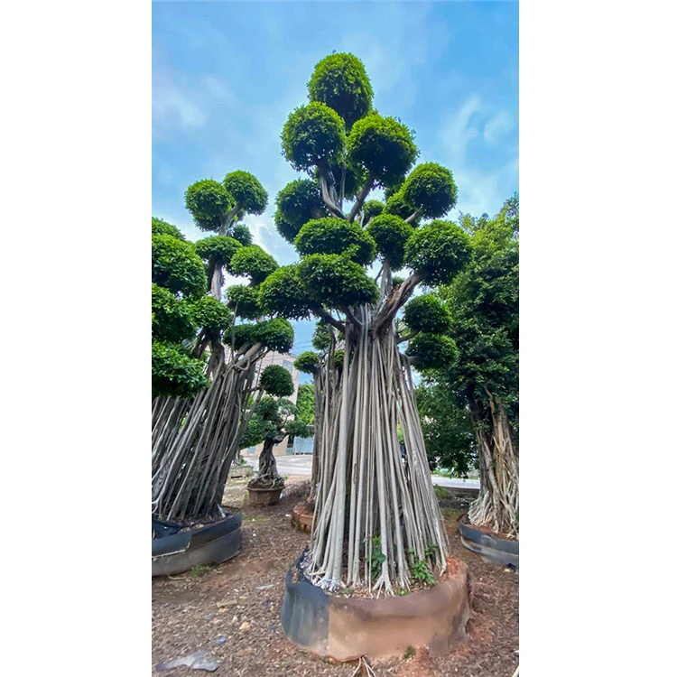 
Indoor Natural Landscape Large Live Plants Trees Ficus Microcarpa Nursery Decor 