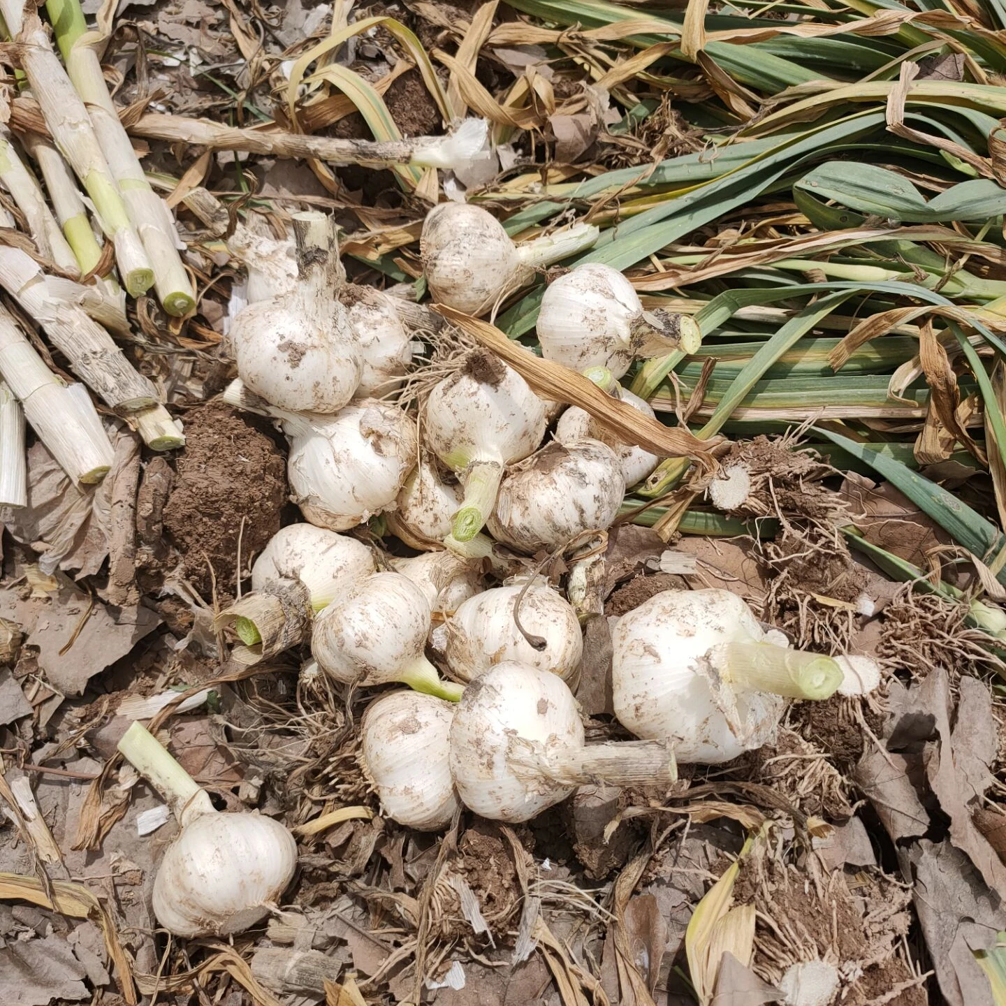 2021 Hot sales Chinese Fresh Garlic Price - New crop