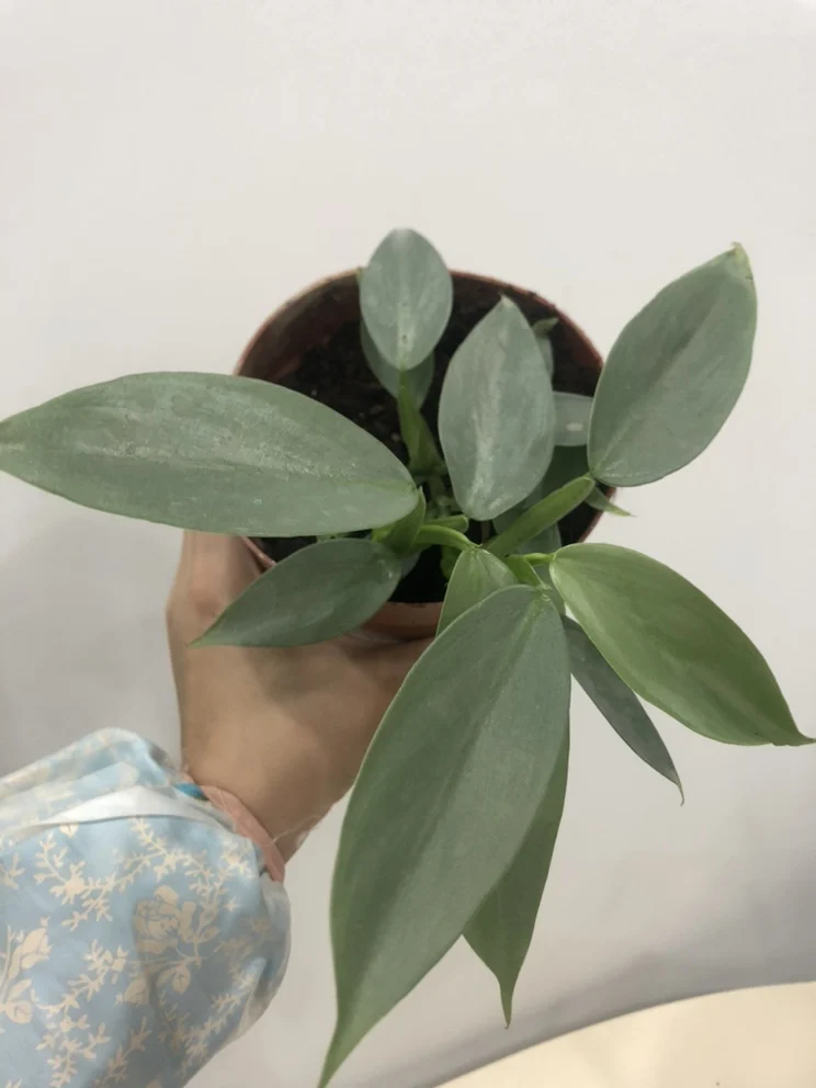  Лидер продаж декоративное растение Philodendron серебряный снег в