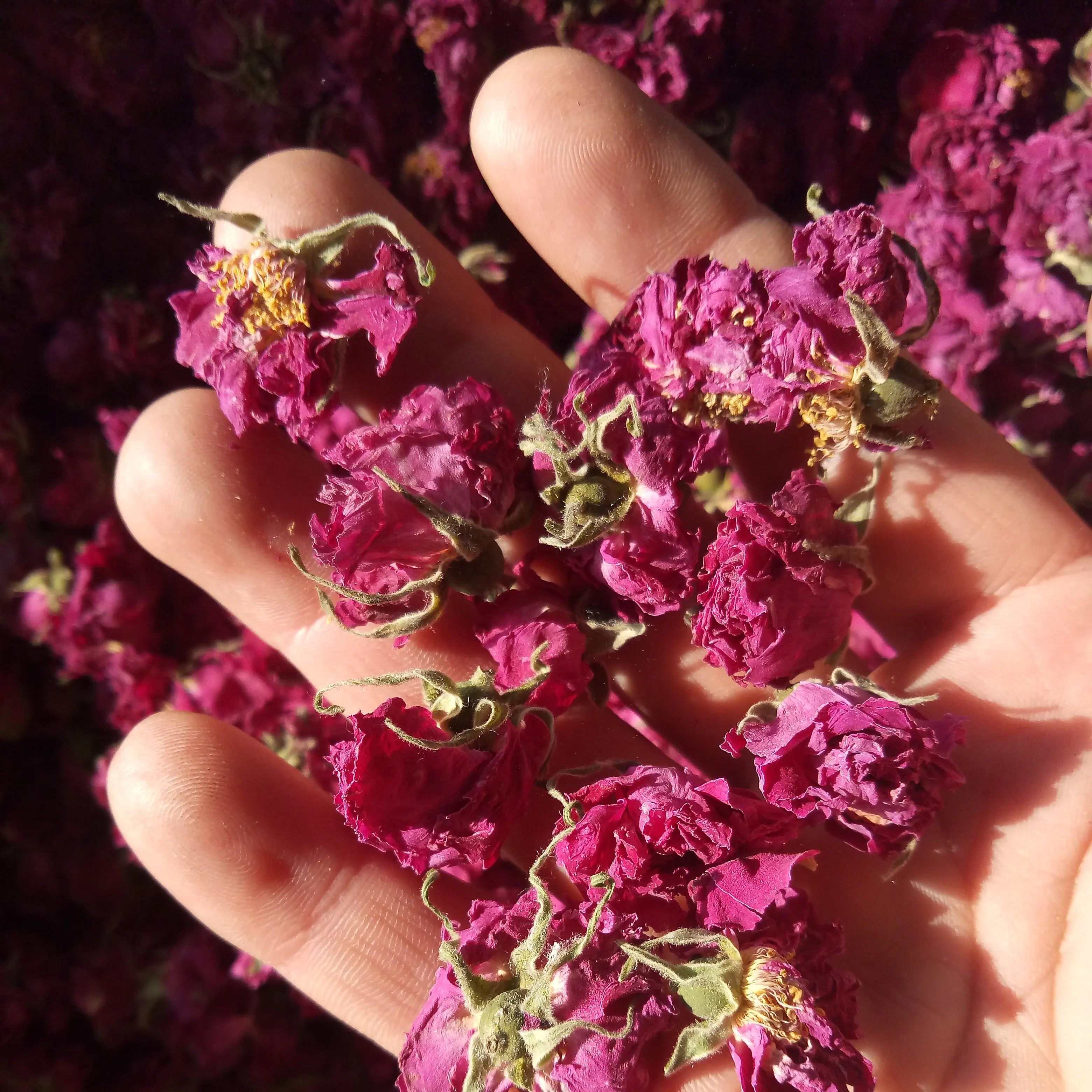 Премиум натуральный цветочный Цветущий чай сушеный съедобный цветок розы