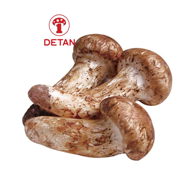 Detan экспорт сушеных/замороженных/свежих грибов сосны мацутаке по оптовой цене