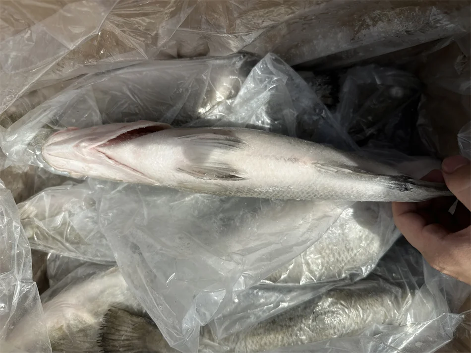 IQF Wholesale Baramundi Frozen Sea Bass