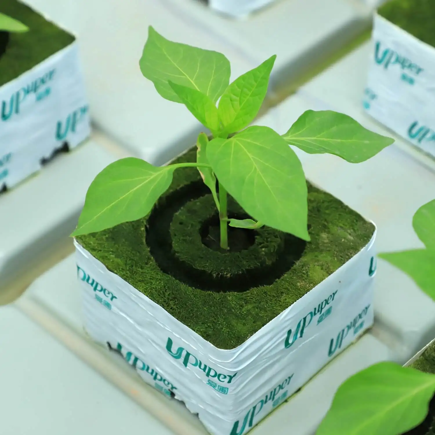 UPuper China manufacturer greenhouse cultivation cucumber 4 inches hydroponic grow rock wool