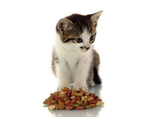 High Quality Dry Cat Food Pet Food For Indonesia Malaysia and  Philippines