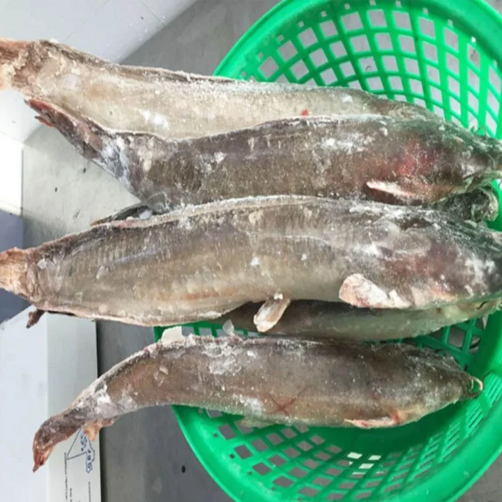 High quality frozen whole round Catfish (including dry catfish)
