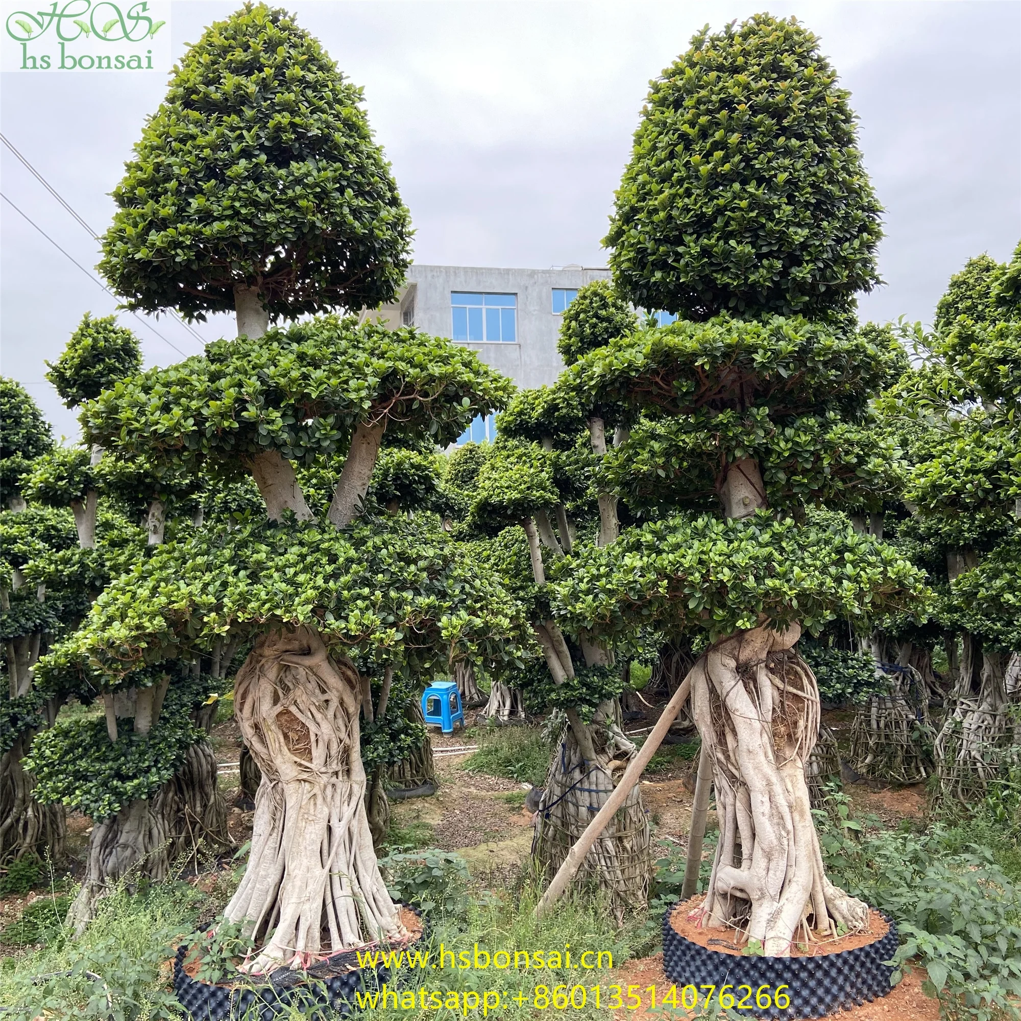 
Beautiful FICUS MICROCARPA ,Chinese Banyan ,Ornamental plants ficus plants bottle shape at 2.8-3.2m height 