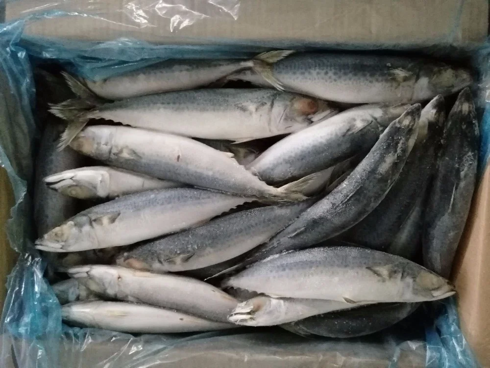 Scomber Japonicus Frozen Pacific Mackerel Fish