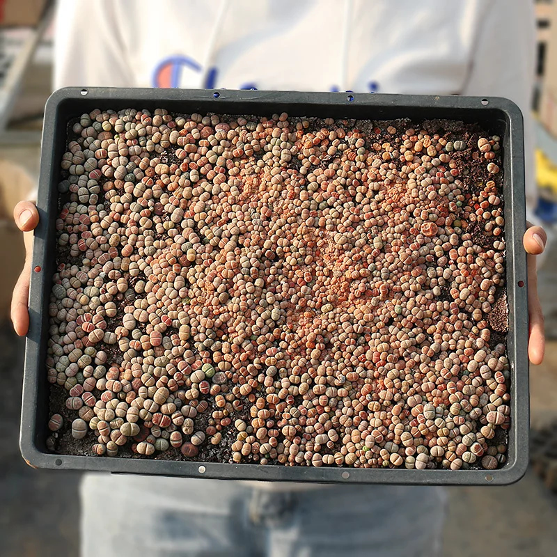 
Professional Manufacture Cheap South African Hybrids Live Succulents Plants 