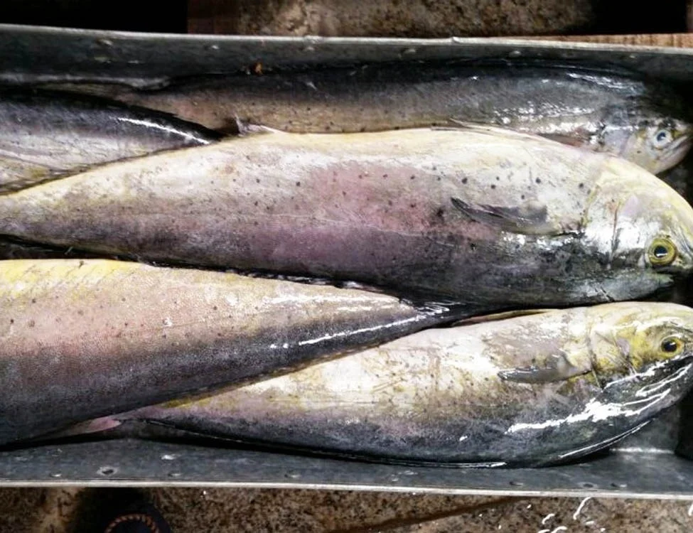 Whole Round Frozen Mahi Mahi Fish Sea Frozen