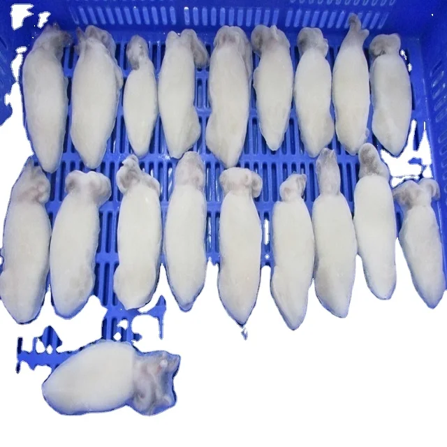 LOLIGO SQUID WHOLE CLEANED 100%  GOOD MATERIAL INDIVIDUAL FROZEN  INDIAN ORIGIN