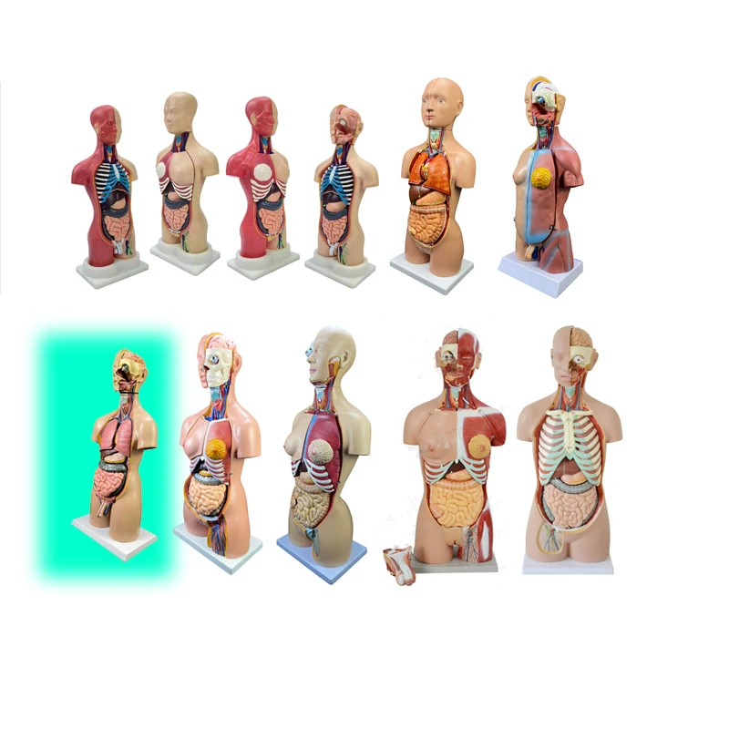 Factory pvc Teaching medical anatomical Torso model Human anatomical model 23 parts Human trunk 55cm