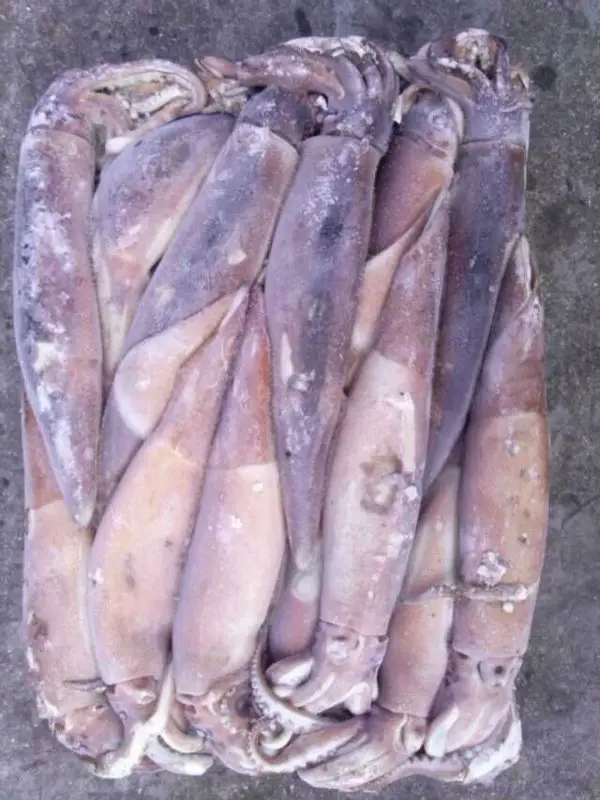frozen bali squid best price
