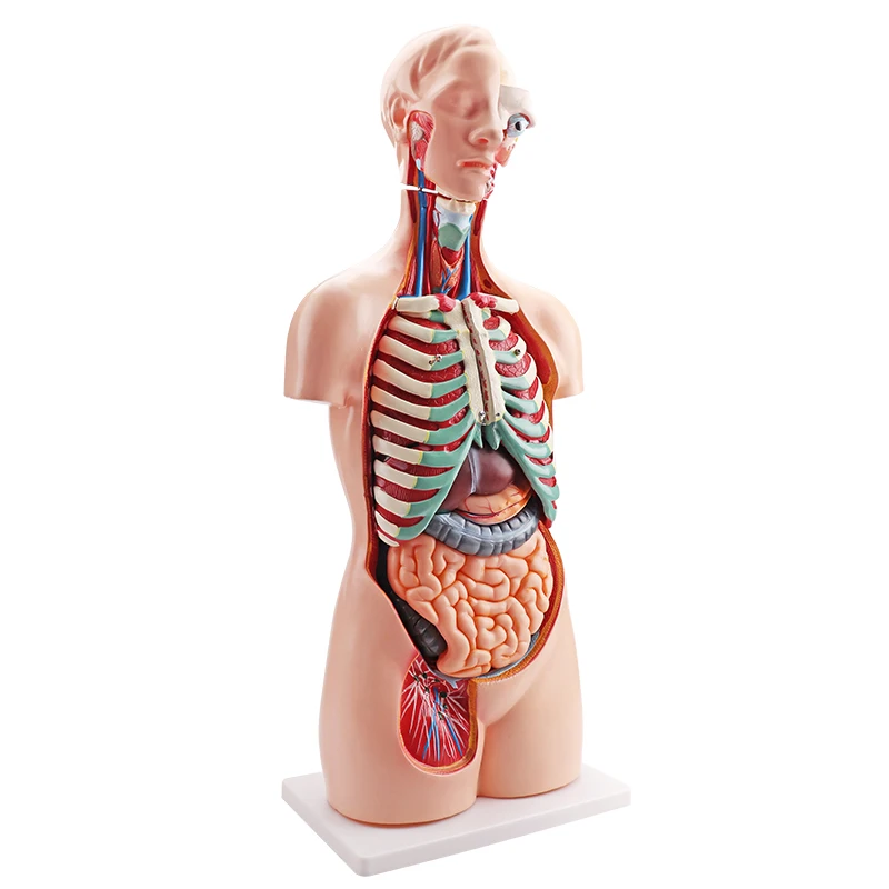 Human anatomy torso model 85CM 18pcs Unisex human anatomy scientific model unisex torso model